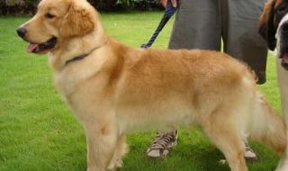 金毛什么时候长到最大体型 金毛是大型犬吗